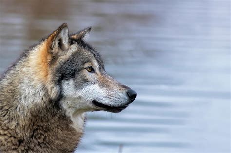 Profile portrait of wolf Photograph by Dan Friend - Pixels