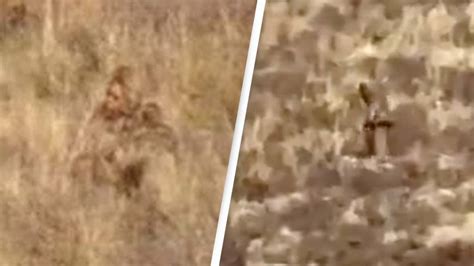 Bigfoot seen hiking in Colorado in new video