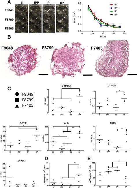 Liver organoid functional analysis. a Representative image of liver ...