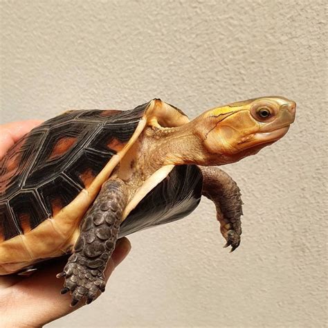 Chinese Box Turtles is a species of Box Turtle that is native