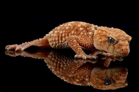 Knob Tailed Gecko - Learn About Nature