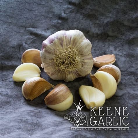 Herbs Garlic Growing Plants Sets Bulbs 50 German Red Ready to Plant ...