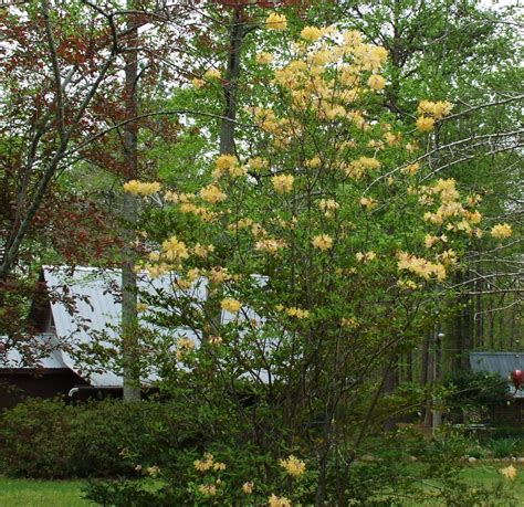 Yellow Native Azalea | Plants, Azaleas, Places