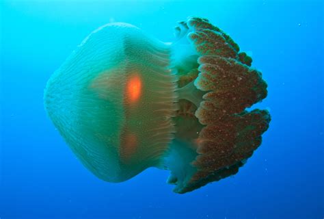 Scientists find a cure for the deadly box jellyfish sting - Earth.com