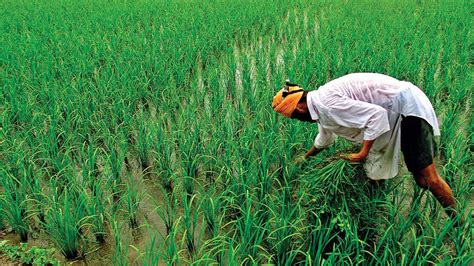 Centre begins procurement of Kharif crops at MSP - News Express