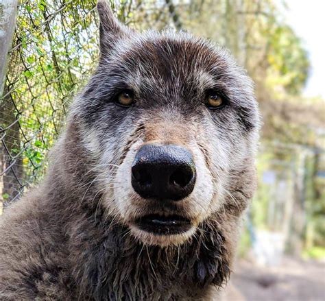 Enormous Wolfdog Rescued by Sanctuary After Being Dropped at Kill Shelter