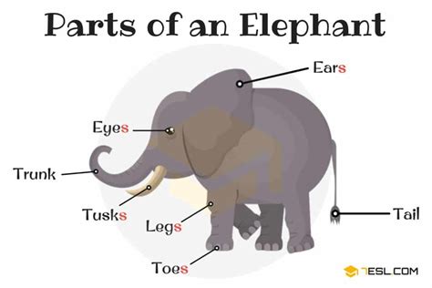 Parts of an Elephant in English with Pictures • 7ESL