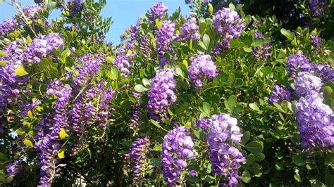 March is in like a lion and morning light shines on Texas Mountain Laurel blooms. | Texas ...