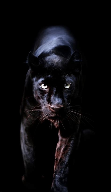 Wild Panther Wallpapers - Top Free Wild Panther Backgrounds ...