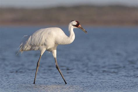 Whooping Crane - ID, Facts, Diet, Habit & More | Birdzilla