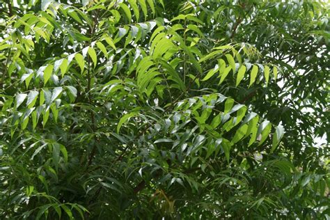 How to Use Neem Leaf as a Natural Pesticide | Dengarden