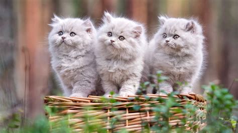 Download Baby Animal Persian Cat Kitten Animal Cat HD Wallpaper