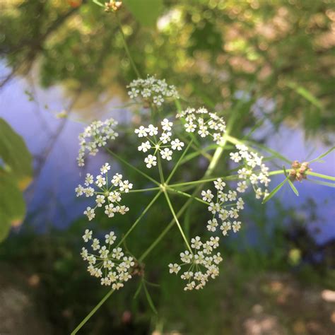 Water Hemlock Flower Essence – Bane Folk