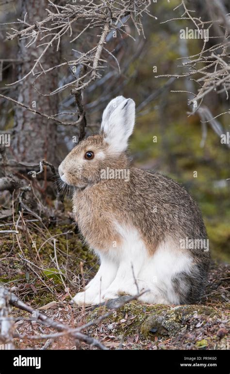 Snowshoe (Varying) Hare; Alaska Range Mountains; Autumn; Alaska Stock ...