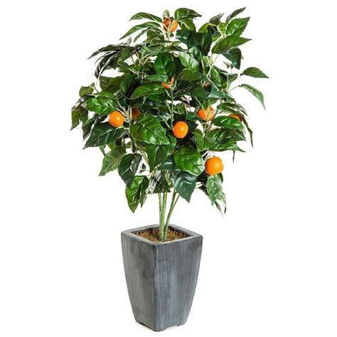 Arbre fruitier en pot - TopiWall