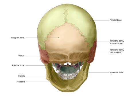 The Skull Anatomy And Physiology I, 45% OFF