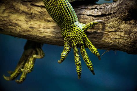 Lizard Claws Photograph by Global Imagery by Charles B. Rich