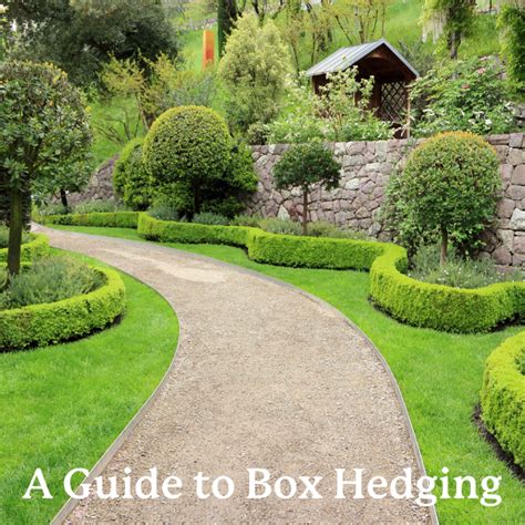 A Guide to Box Hedging: How to Grow and Care for Buxus | Hedges Direct Blog