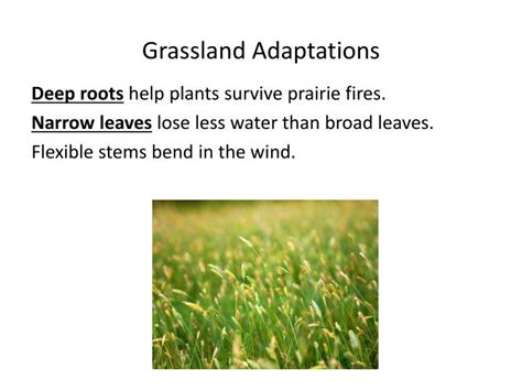 PPT - For separate ecosystems to be classified as the same type of biome, they must — PowerPoint ...