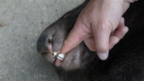 Fact File: Bare-nosed wombat (Vombatus ursinus) - Australian Geographic