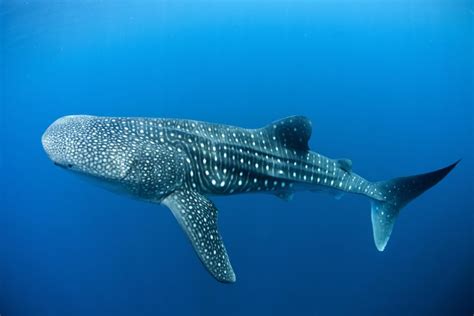 El tiburón ballena - Isla Tortuga Divers Vida Marina