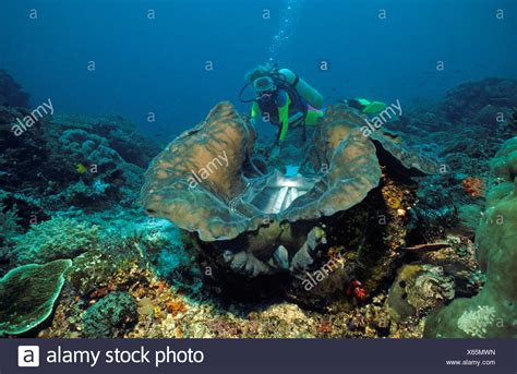 Tridacna Gigas High Resolution Stock Photography and Images - Alamy