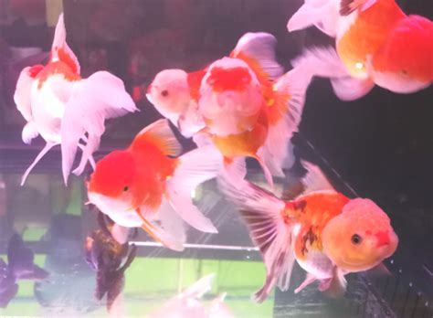 About Oranda Goldfish – 5 reasons why this old breed is still relevant – My Goldfish Is Alive!