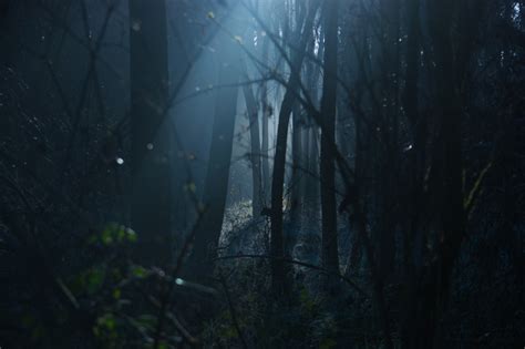 Free Images : landscape, tree, nature, forest, light, fog, mist, sunlight, morning, moody ...