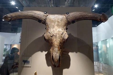 The Aurochs Skull – London, England - Atlas Obscura