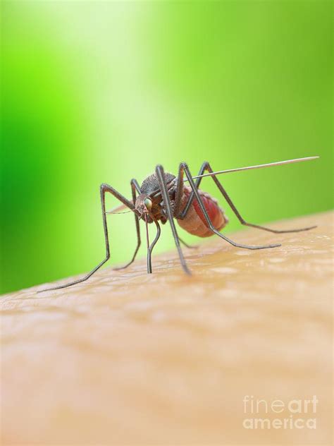 Illustration Of A Mosquito Biting A Human Photograph by Sebastian Kaulitzki/science Photo ...