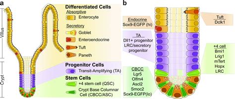 Unraveling intestinal stem cell behavior with models of crypt dynamics ...