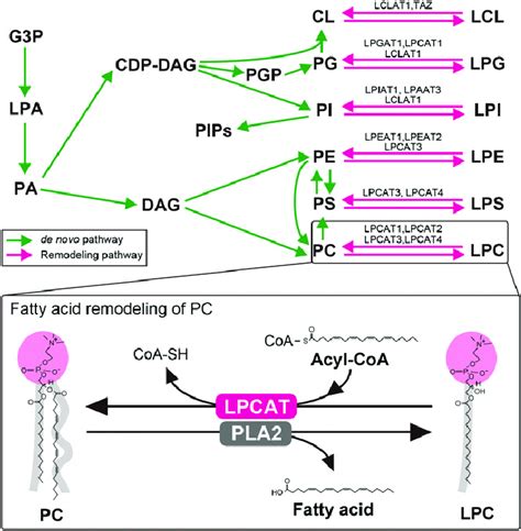 Synthesis Of Glycerophospholipids | My XXX Hot Girl