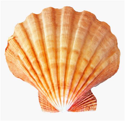 Seashell Png - Sea Shells Transparent Background, Png Download , Transparent Png Image - PNGitem