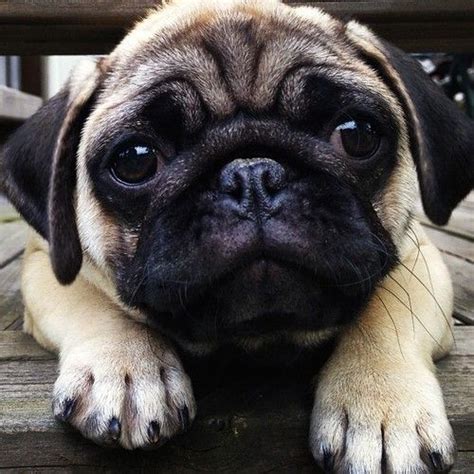 20 Things All Pug Owners Must Never Forget