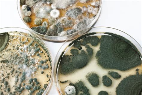 Importance of Mold Test Results and Mold Inspection — Test My Home