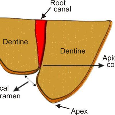 Apical Foramen