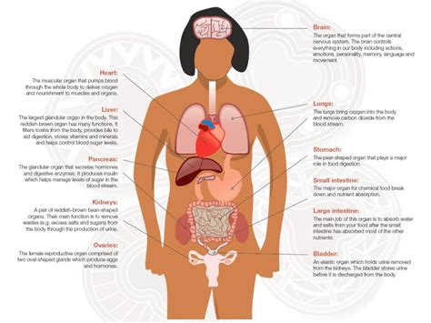 anatomy Body Anatomy Organs, Human Body Organs, Human Body Anatomy, Human Body Parts List, Free ...