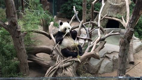 Panda Bear San Diego Zoo - YouTube