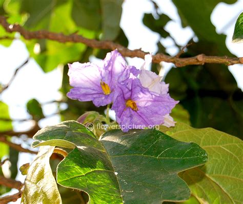 Potato Vine | Solanum crispum