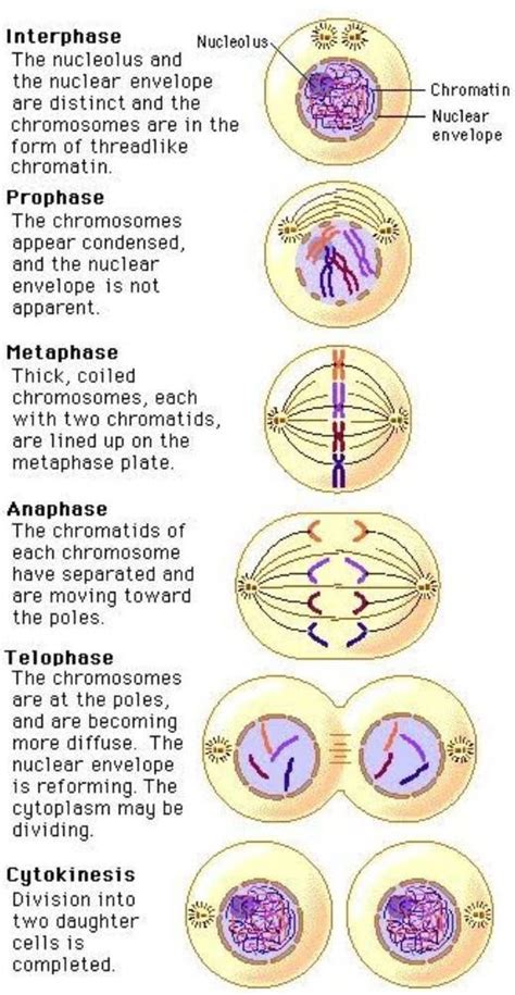 Cell Division Mitosis Drawing