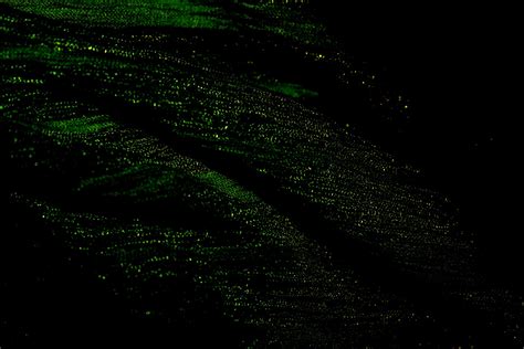 Black And Green Free Stock Photo - Public Domain Pictures