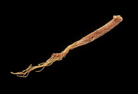 Ginseng Root Photograph by Steve Percival/science Photo Library | Fine Art America