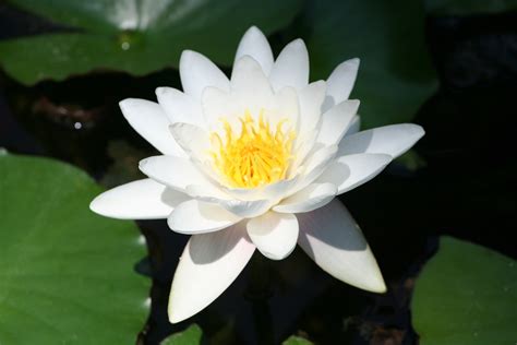 Fragrant Water Lily Facts, Uses