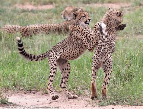 Cheetah Cubs Practise Hunting Skills