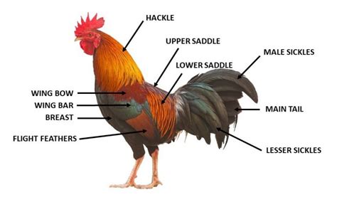 ANATOMY OF A FEATHER – Small and backyard poultry