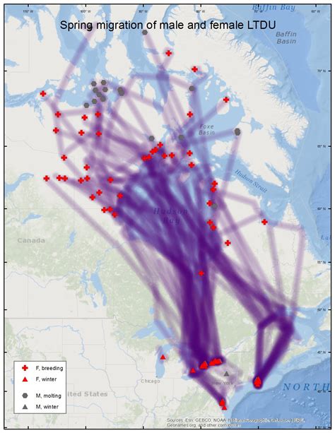 Long-tailed Duck migration maps - Sea Duck Joint Venture