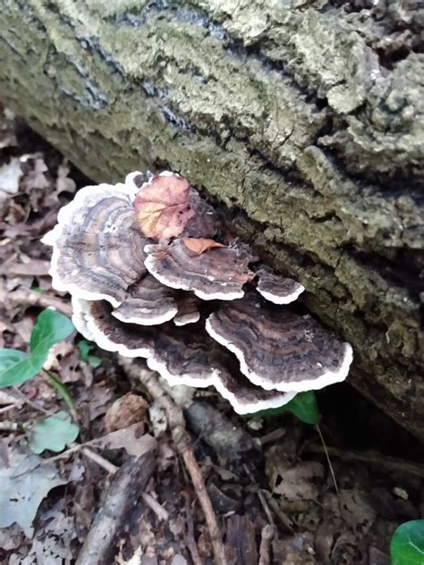 Turkey Tail fungus - Trafford Wildlife