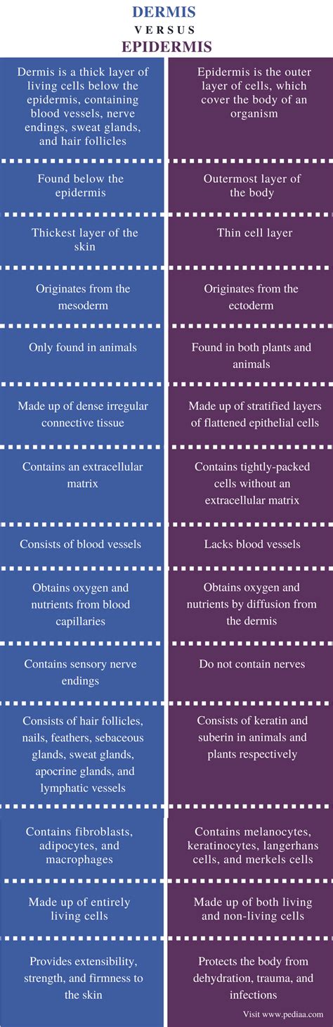 Difference Between Dermis and Epidermis | Definition, Structure ...