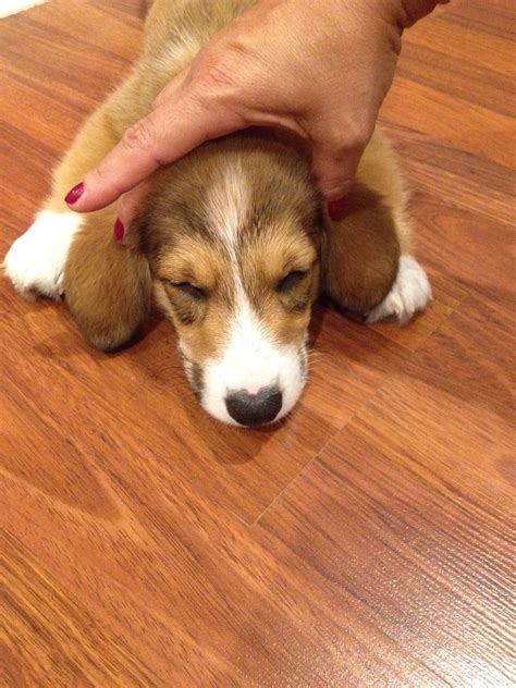 Look my corgi can become a beagle puppy | Beagle puppy, Corgi, Puppies