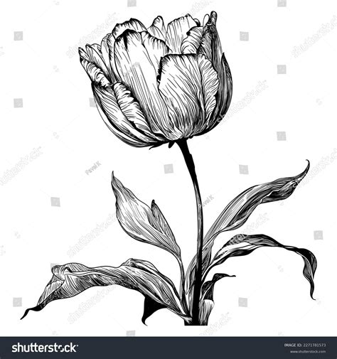 Tulip Sketch Hand Drawn Like Ballpointed Stock Vector (Royalty Free) 2271781573 | Shutterstock